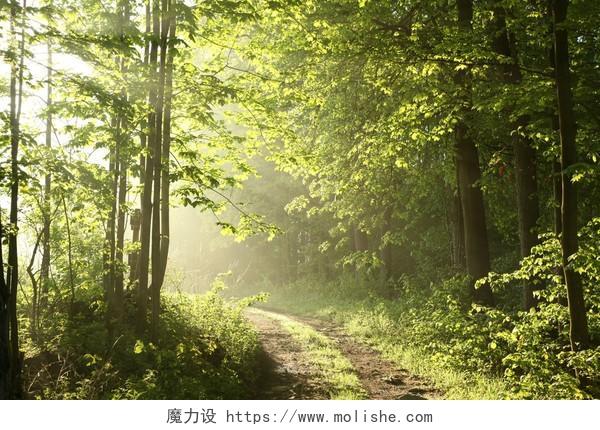 一个阳光明媚的五月早晨森林路径
